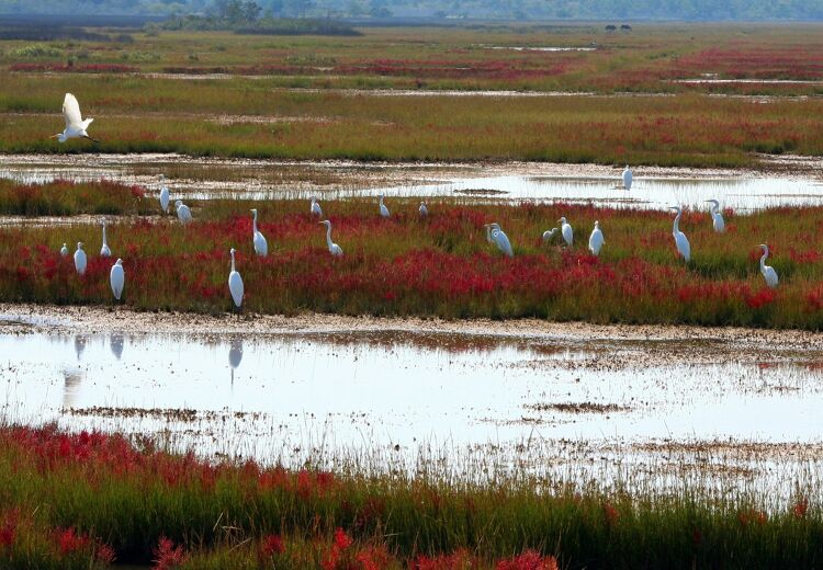 Grote zilverreigers in een moerassig gebied